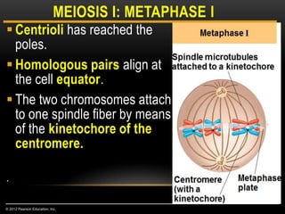  Centrioli has reached the
poles.
 Homologous pairs align at
the cell equator.
 The two chromosomes attach
to one spindle fiber by means
of the kinetochore of the
centromere.
.
MEIOSIS I: METAPHASE I
© 2012 Pearson Education, Inc.
 