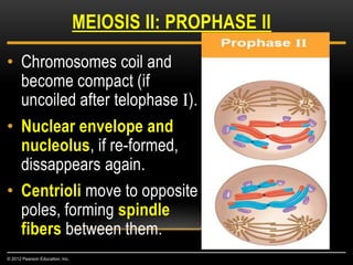 • Chromosomes coil and
become compact (if
uncoiled after telophase I).
• Nuclear envelope and
nucleolus, if re-formed,
dissappears again.
• Centrioli move to opposite
poles, forming spindle
fibers between them.
MEIOSIS II: PROPHASE II
© 2012 Pearson Education, Inc.
 