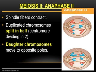 • Spindle fibers contract.
• Duplicated chromosomes
split in half (centromere
dividing in 2)
• Daughter chromosomes
move to opposite poles.
MEIOSIS II: ANAPHASE II
© 2012 Pearson Education, Inc.
 
