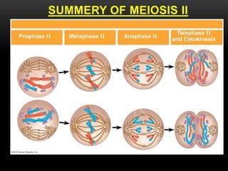 SUMMERY OF MEIOSIS II
Prophase II Metaphase II Anaphase II
Haploid daughter
cells forming
Telophase II
and Cytokinesis
 