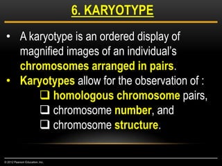 6. KARYOTYPE
© 2012 Pearson Education, Inc.
• A karyotype is an ordered display of
magnified images of an individual’s
chromosomes arranged in pairs.
• Karyotypes allow for the observation of :
 homologous chromosome pairs,
 chromosome number, and
 chromosome structure.
 