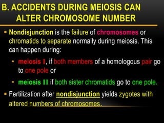  Nondisjunction is the failure of chromosomes or
chromatids to separate normally during meiosis. This
can happen during:
• meiosis I, if both members of a homologous pair go
to one pole or
• meiosis II if both sister chromatids go to one pole.
 Fertilization after nondisjunction yields zygotes with
altered numbers of chromosomes.
B. ACCIDENTS DURING MEIOSIS CAN
ALTER CHROMOSOME NUMBER
 