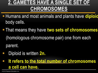  Humans and most animals and plants have diploid
body cells.
 That means they have two sets of chromosomes
(homologous chromosome pair) one from each
parent.
 Diploid is written 2n.
 It refers to the total number of chromosomes
a cell can have.
2. GAMETES HAVE A SINGLE SET OF
CHROMOSOMES
© 2012 Pearson Education, Inc.
 