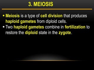 3
 Meiosis is a type of cell division that produces
haploid gametes from diploid cells.
 Two haploid gametes combine in fertilization to
restore the diploid state in the zygote.
3. MEIOSIS
 