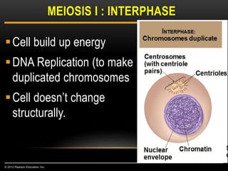 Cell build up energy
DNA Replication (to make
duplicated chromosomes
Cell doesn’t change
structurally.
MEIOSIS I : INTERPHASE
© 2012 Pearson Education, Inc.
 