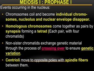 Events occurring in the nucleus:
• Chromosomes coil and become individual chromo-
somes, nucleolus and nuclear envelope disappear.
• Homologous chromosomes come together as pairs by
synapsis forming a tetrad (Each pair, with four
chromatids)
• Non-sister chromatids exchange genetic material
through the process of crossing over to ensure genetic
variation.
• Centrioli move to opposite poles with spindle fibers
between them.
MEIOSIS I : PROPHASE I
 