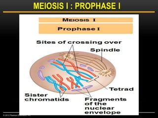 MEIOSIS I : PROPHASE I
© 2012 Pearson Education, Inc.
 