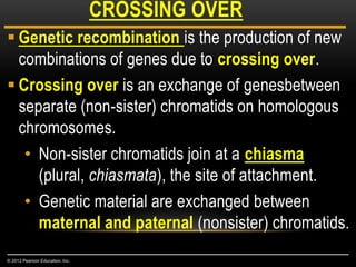  Genetic recombination is the production of new
combinations of genes due to crossing over.
 Crossing over is an exchange of genesbetween
separate (non-sister) chromatids on homologous
chromosomes.
• Non-sister chromatids join at a chiasma
(plural, chiasmata), the site of attachment.
• Genetic material are exchanged between
maternal and paternal (nonsister) chromatids.
CROSSING OVER
© 2012 Pearson Education, Inc.
 