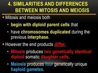  Mitosis and meiosis both
• begin with diploid parent cells that
• have chromosomes duplicated during the
previous interphase.
 However the end products differ.
• Mitosis produces two genetically identical
diploid somatic daughter cells.
• Meiosis produces four genetically unique
haploid gametes.
4. SIMILARITIES AND DIFFERENCES
BETWEEN MITOSIS AND MEIOSIS
 