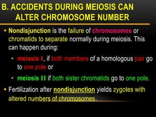  Nondisjunction is the failure of chromosomes or
chromatids to separate normally during meiosis. This
can happen during:
• meiosis I, if both members of a homologous pair go
to one pole or
• meiosis II if both sister chromatids go to one pole.
 Fertilization after nondisjunction yields zygotes with
altered numbers of chromosomes.
B. ACCIDENTS DURING MEIOSIS CAN
ALTER CHROMOSOME NUMBER
 