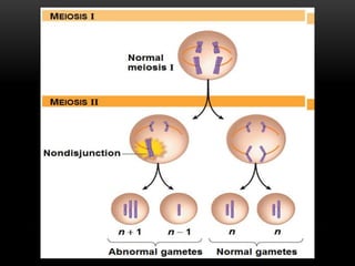 Normal
meiosis I
MEIOSIS I
MEIOSIS II
Nondisjunction
Abnormal gametes Normal gametes
n  1 n  1 n n
 