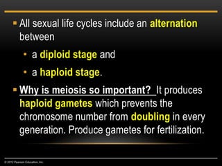  All sexual life cycles include an alternation
between
• a diploid stage and
• a haploid stage.
 Why is meiosis so important? It produces
haploid gametes which prevents the
chromosome number from doubling in every
generation. Produce gametes for fertilization.
© 2012 Pearson Education, Inc.
 