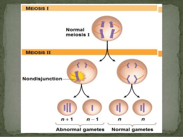 Unit 3 meiosis
