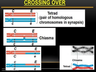 CROSSING OVER
© 2012 Pearson Education, Inc.
 