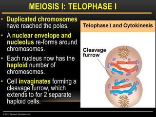 • Duplicated chromosomes
have reached the poles.
• A nuclear envelope and
nucleolus re-forms around
chromosomes.
• Each nucleus now has the
haploid number of
chromosomes.
• Cell invaginates forming a
cleavage furrow, which
extends to for 2 separate
haploid cells.
MEIOSIS I: TELOPHASE I
© 2012 Pearson Education, Inc.
 