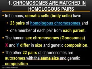 In humans, somatic cells (body cells) have:
• 23 pairs of homologous chromosomes and
• one member of each pair from each parent.
 The human sex chromosomes (Gonosomes)
X and Y differ in size and genetic composition.
 The other 22 pairs of chromosomes are
autosomes with the same size and genetic
composition.
1. CHROMOSOMES ARE MATCHED IN
HOMOLOGOUS PAIRS
© 2012 Pearson Education, Inc.
 