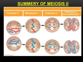 SUMMERY OF MEIOSIS II
Prophase II Metaphase II Anaphase II
Haploid daughter
cells forming
Telophase II
and Cytokinesis
 