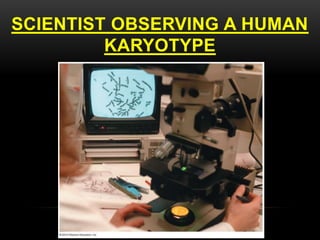 SCIENTIST OBSERVING A HUMAN
KARYOTYPE
 