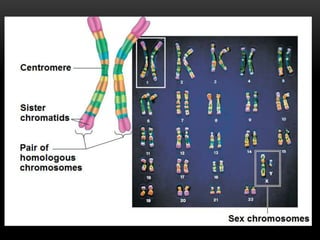 Centromere
Sister
chromatids
Pair of
homologous
chromosomes
Sex chromosomes
 