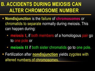  Nondisjunction is the failure of chromosomes or
chromatids to separate normally during meiosis. This
can happen during:
• meiosis I, if both members of a homologous pair go
to one pole or
• meiosis II if both sister chromatids go to one pole.
 Fertilization after nondisjunction yields zygotes with
altered numbers of chromosomes.
B. ACCIDENTS DURING MEIOSIS CAN
ALTER CHROMOSOME NUMBER
 
