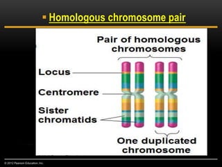  Homologous chromosome pair
© 2012 Pearson Education, Inc.
Centromere
 