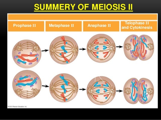 Unit 3 meiosis