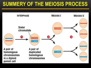 3
SUMMERY OF THE MEIOSIS PROCESS
 