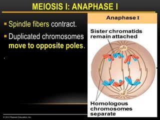  Spindle fibers contract.
 Duplicated chromosomes
move to opposite poles.
.
MEIOSIS I: ANAPHASE I
© 2012 Pearson Education, Inc.
 