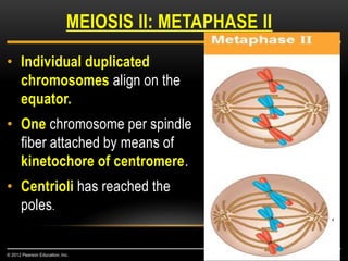 • Individual duplicated
chromosomes align on the
equator.
• One chromosome per spindle
fiber attached by means of
kinetochore of centromere.
• Centrioli has reached the
poles.
MEIOSIS II: METAPHASE II
© 2012 Pearson Education, Inc.
 