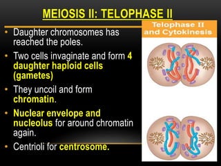 • Daughter chromosomes has
reached the poles.
• Two cells invaginate and form 4
daughter haploid cells
(gametes)
• They uncoil and form
chromatin.
• Nuclear envelope and
nucleolus for around chromatin
again.
• Centrioli for centrosome.
MEIOSIS II: TELOPHASE II
 