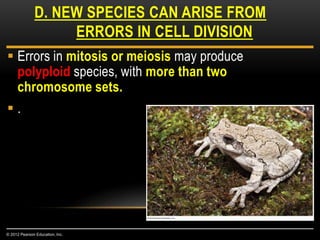  Errors in mitosis or meiosis may produce
polyploid species, with more than two
chromosome sets.
 .
D. NEW SPECIES CAN ARISE FROM
ERRORS IN CELL DIVISION
© 2012 Pearson Education, Inc.
 