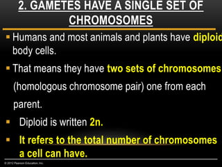  Humans and most animals and plants have diploid
body cells.
 That means they have two sets of chromosomes
(homologous chromosome pair) one from each
parent.
 Diploid is written 2n.
 It refers to the total number of chromosomes
a cell can have.
2. GAMETES HAVE A SINGLE SET OF
CHROMOSOMES
© 2012 Pearson Education, Inc.
 