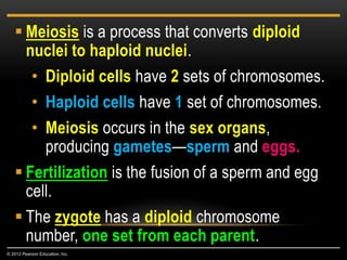  Meiosis is a process that converts diploid
nuclei to haploid nuclei.
• Diploid cells have 2 sets of chromosomes.
• Haploid cells have 1 set of chromosomes.
• Meiosis occurs in the sex organs,
producing gametes—sperm and eggs.
 Fertilization is the fusion of a sperm and egg
cell.
 The zygote has a diploid chromosome
number, one set from each parent.
© 2012 Pearson Education, Inc.
 