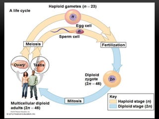 Haploid gametes (n  23)
Egg cell
Sperm cell
Fertilization
n
n
Meiosis
Ovary Testis
Diploid
zygote
(2n  46)
2n
Mitosis
Key
Haploid stage (n)
Diploid stage (2n)
Multicellular diploid
adults (2n  46)
A life cycle
 