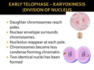  Daughter chromosomes reach
poles.
 Nuclear envelope surrounds
chromosomes.
 Nucleolus reappear at each pole.
 Chromosomes become less
condense forming chromatin.
 Two identical nuclei has been
formed
 