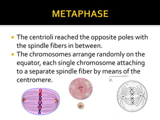  The centrioli reached the opposite poles with
the spindle fibers in between.
 The chromosomes arrange randomly on the
equator, each single chromosome attaching
to a separate spindle fiber by means of the
centromere.
 