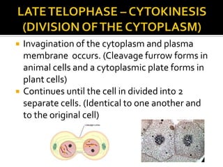  Invagination of the cytoplasm and plasma
membrane occurs. (Cleavage furrow forms in
animal cells and a cytoplasmic plate forms in
plant cells)
 Continues until the cell in divided into 2
separate cells. (Identical to one another and
to the original cell)
 