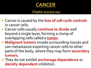  Cancer is caused by the loss of cell cycle controls
in cancer cells.
 Cancer cells usually continue to divide well
beyond a single layer, forming a clump of
overlapping cells called a tumor.
 Malignant tumors invade surrounding tissues and
can metastasize exporting cancer cells to other
parts of the body, where they may form secondary
tumors.
 They do not exhibit anchorage dependence or
density dependent inhibition.
 