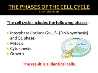 The cell cycle includes the following phases:
 Interphase (include G1- , S- [DNA synthesis]
and G2 phase)
 Mitosis
 Cytokinesis
 Growth
The result is 2 identical cells.
 