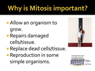  Allow an organism to
grow.
 Repairs damaged
cells/tissue.
 Replace dead cells/tissue.
 Reproduction in some
simple organisms.
 