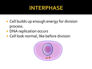 Cell builds up enough energy for division
process.
 DNA replication occurs
 Cell look normal, like before division
 