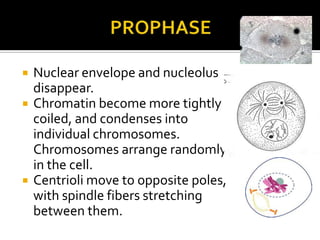  Nuclear envelope and nucleolus
disappear.
 Chromatin become more tightly
coiled, and condenses into
individual chromosomes.
Chromosomes arrange randomly
in the cell.
 Centrioli move to opposite poles,
with spindle fibers stretching
between them.
 