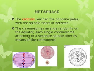 METAPHASE
 The centrioli reached the opposite poles
with the spindle fibers in between.
 The chromosomes arrange randomly on
the equator, each single chromosome
attaching to a separate spindle fiber by
means of the centromere.

 
