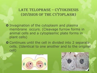 LATE TELOPHASE – CYTOKINESIS
(DIVISION OF THE CYTOPLASM)
 Invagination of the cytoplasm and plasma
membrane occurs. (Cleavage furrow forms in
animal cells and a cytoplasmic plate forms in
plant cells)
 Continues until the cell in divided into 2 separate
cells. (Identical to one another and to the original
cell)

 