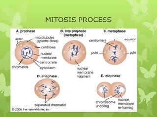 MITOSIS PROCESS

 