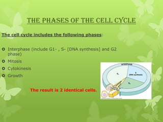 THE PHASES OF THE CELL CYCLE
The cell cycle includes the following phases:
 Interphase (include G1- , S- [DNA synthesis] and G2
phase)
 Mitosis

 Cytokinesis
 Growth
The result is 2 identical cells.

 
