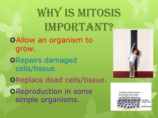 Why is Mitosis
important?
Allow an organism to
grow.
Repairs damaged
cells/tissue.
Replace dead cells/tissue.

Reproduction in some
simple organisms.

 