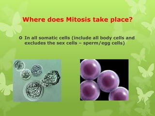 Where does Mitosis take place?
 In all somatic cells (include all body cells and
excludes the sex cells – sperm/egg cells)

 