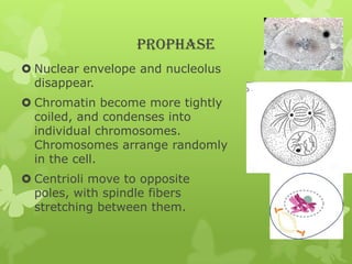 PROPHASE
 Nuclear envelope and nucleolus
disappear.
 Chromatin become more tightly
coiled, and condenses into
individual chromosomes.
Chromosomes arrange randomly
in the cell.
 Centrioli move to opposite
poles, with spindle fibers
stretching between them.

 