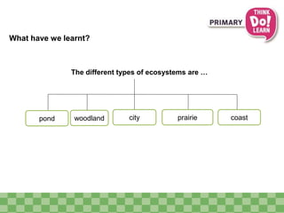 What have we learnt? 
The different types of ecosystems are … 
woodland city prairie coast 
pond 
 
